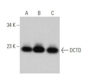 DCTD Antibody (F-9) - Western Blotting - Image 366008 