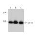 DCTD Antibody (F-9) - Western Blotting - Image 366008 