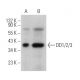 DD1/2/3 Antibody (G-3) - Western Blotting - Image 375074