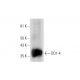 DD1-4 Antibody (B-12) - Western Blotting - Image 289867