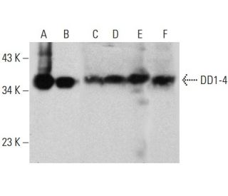 DD1-4 Antibody (B-12) - Western Blotting - Image 385188 