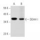 DDAH I Antibody (C-4) - Western Blotting - Image 356873 