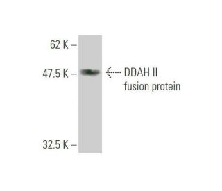 DDAH II Antibody (3E3) - Western Blotting - Image 349546