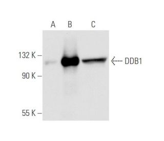 DDB1 Antibody (B-1) - Western Blotting - Image 58307 