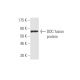 DDC Antibody (8E8) - Western Blotting - Image 348466 