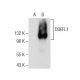 DDEFL1 Antibody (G-12) - Western Blotting - Image 155679