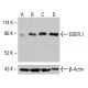 DDEFL1 Antibody (G-8) - Western Blotting - Image 414898