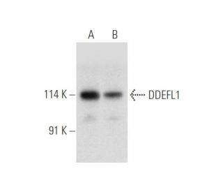DDEFL1 Antibody (H-9) - Western Blotting - Image 316238 