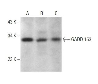 DDIT3/GADD153/CHOP Antibody (6D313) - Western Blotting - Image 379023The Double Nickase Plasmid features a U6 promoter for sgRNA expression, a 20 nt targeting sequence, and a gRNA scaffold to guide Cas9n. It includes a CBh promoter for Cas9n (D10A) and puromycin resistance, GFP for transfection verification, and nuclear localization signals (NLS). The 2A peptide allows co-expression of Cas9n and Puro from a single promoter, enabling precise genome editing with reduced off-target effects.