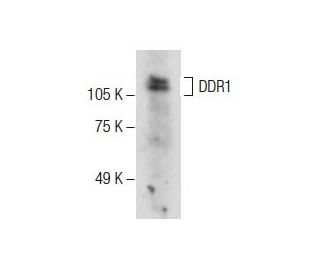 DDR1 Antibody (D-10) - Western Blotting - Image 287739