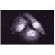 DDX1 Antibody (22) - Immunofluorescence - Image 60574