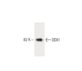 DDX1 Antibody (22) - Western Blotting - Image 60277 