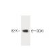 DDX1 Antibody (22) - Western Blotting - Image 60277 