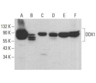 DDX1 Antibody (A-7) - Western Blotting - Image 383067 