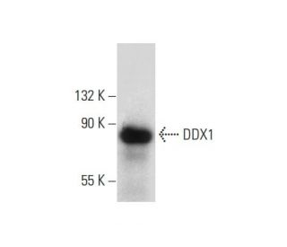 DDX1 Antibody (G-4) - Western Blotting - Image 133160 
