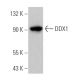 DDX1 Antibody (G-4) - Western Blotting - Image 364539 