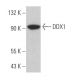 DDX1 Antibody (G-4) - Western Blotting - Image 364540