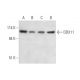 DDX11 Antibody (C-10) - Western Blotting - Image 344292 