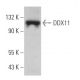 DDX11 Antibody (C-10) - Western Blotting - Image 366018