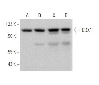 DDX11 Antibody (D-2) - Western Blotting - Image 376354 