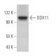 DDX11 Antibody (F-10) - Western Blotting - Image 366046 