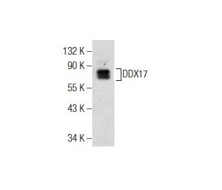 DDX17 Antibody (B-6) - Western Blotting - Image 155062 