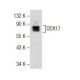 DDX17 Antibody (B-6) - Western Blotting - Image 155062 