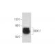 DDX17 Antibody (B-6) - Western Blotting - Image 296253 
