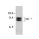 DDX17 Antibody (B-6) - Western Blotting - Image 380767