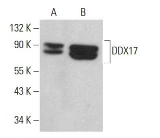 DDX17 Antibody (F-4) - Western Blotting - Image 380714 