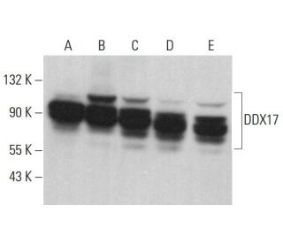 DDX17 Antibody (H-7) - Western Blotting - Image 381410 