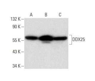 DDX25 Antibody (G-4) - Western Blotting - Image 296257 