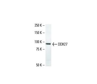 DDX27 Antibody (2251C2a) - Western Blotting - Image 16616 