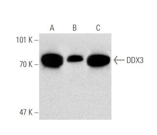 DDX3 Antibody (2253C5a) - Western Blotting - Image 137031 
