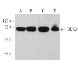 DDX3 Antibody (C-4) - Western Blotting - Image 359695 
