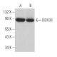 DDX33 Antibody (A-3) - Western Blotting - Image 364172