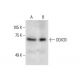 DDX33 Antibody (F-5) - Western Blotting - Image 288510 
