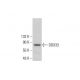DDX33 Antibody (F-5) - Western Blotting - Image 383259