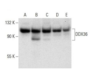 DDX36 Antibody (E-4) - Western Blotting - Image 304483 