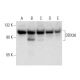 DDX36 Antibody (E-4) - Western Blotting - Image 304483 