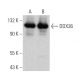DDX36 Antibody (E-4) - Western Blotting - Image 364012 
