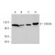 DDX36 Antibody (E-4) - Western Blotting - Image 383309