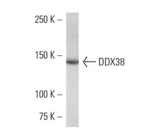 DDX38 Antibody (2271C1a) - Western Blotting - Image 16627 