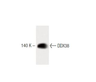 DDX38 Antibody (50) - Western Blotting - Image 60279 