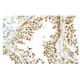 DDX3Y Antibody (B-4) - Immunohistochemistry - Image 53920