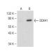 DDX41 Antibody (B-8) - Western Blotting - Image 147791