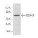 DDX41 Antibody (B-8) - Western Blotting - Image 357102 