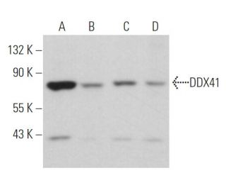 DDX41 Antibody (B-8) - Western Blotting - Image 363527 