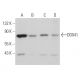 DDX41 Antibody (B-8) - Western Blotting - Image 363527 