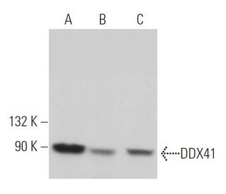 DDX41 Antibody (E-8) - Western Blotting - Image 363511 